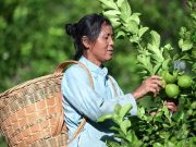 Cina: Guizhou, cittadina di Zhexiang sviluppa industria dei limoni