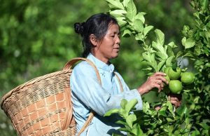 Cina: Guizhou, cittadina di Zhexiang sviluppa industria dei limoni