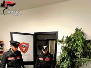 Piantagione di marijuana, armi e uccelli protetti: arrestato 28enne