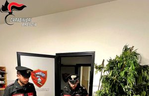 Piantagione di marijuana, armi e uccelli protetti: arrestato 28enne