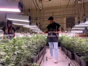 Maxi piantagione di marijuana a Poncarale: 3 arresti e 7 indagati