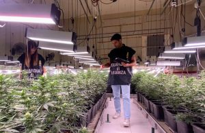 Maxi piantagione di marijuana a Poncarale: 3 arresti e 7 indagati