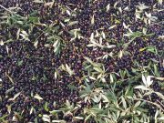 Olivicoltura tra Garda e Sebino: quantità in calo, rese in aumento