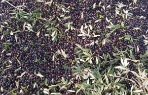 Olivicoltura tra Garda e Sebino: quantità in calo, rese in aumento