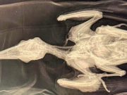 Raro picchio ucciso, WWF: “Fra Brescia e Bergamo bracconaggio allarmante”