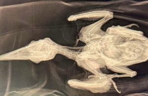 Raro picchio ucciso, WWF: “Fra Brescia e Bergamo bracconaggio allarmante”