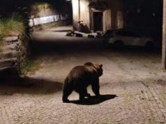 “Allarme orso a Lavenone”, ma è un falso creato con l’AI