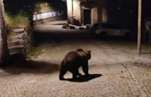 “Allarme orso a Lavenone”, ma è un falso creato con l’AI