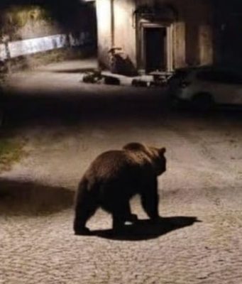 “Allarme orso a Lavenone”, ma è un falso creato con l’AI