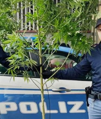 Devono confiscargli l’auto, trovano una pianta di marijuana
