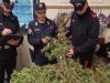Piantagione di marijuana sui monti di Serle. Arrestato un 75enne