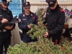 Piantagione di marijuana sui monti di Serle. Arrestato un 75enne