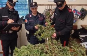 Piantagione di marijuana sui monti di Serle. Arrestato un 75enne