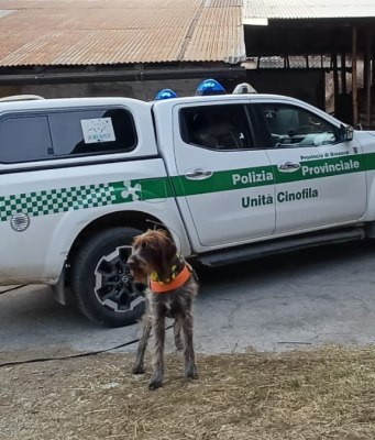 Bocconi sospetti, unità cinofile in azione con “Sole”