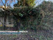 Segnalazioni: in Via Veronese alberi rampicanti e ratti