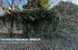 Segnalazioni: in Via Veronese alberi rampicanti e ratti