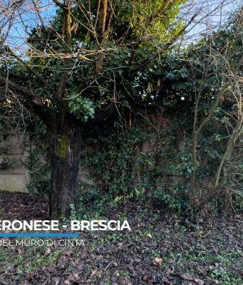 Segnalazioni: in Via Veronese alberi rampicanti e ratti