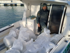 Garda e Iseo, ritorna il coregone: quasi 33 milioni di larve in acqua