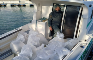 Garda e Iseo, ritorna il coregone: quasi 33 milioni di larve in acqua