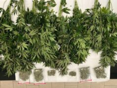 Coltivava marijuana in cantina: nei guai un 60enne