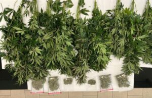 Coltivava marijuana in cantina: nei guai un 60enne