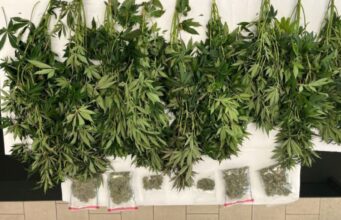 Coltivava marijuana clandestina in cantina: nei guai un 60enne