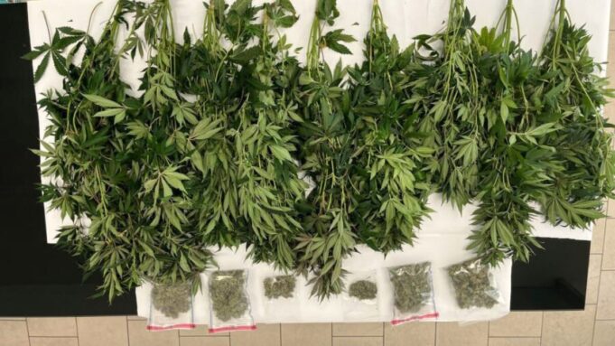 Serra clandestina di marijuana nello scantinato: nei guai un 60enne