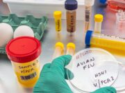 Influenza aviaria H9: primo caso in Europa scoperto in Lombardia
