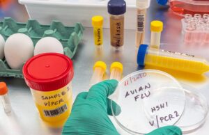 Influenza aviaria H9: primo caso in Europa scoperto in Lombardia
