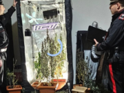 La compagna fa la spia. I Carabinieri trovano 20 piante di marijuana