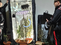 La compagna fa la spia. I Carabinieri trovano 20 piante di marijuana