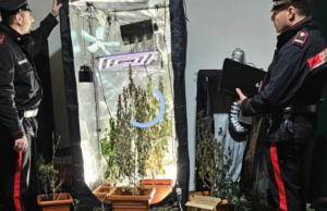 La compagna fa la spia. I Carabinieri trovano 20 piante di marijuana