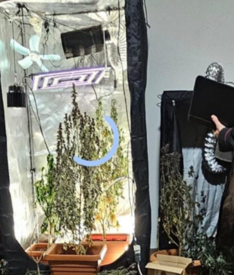 La compagna fa la spia. I Carabinieri trovano 20 piante di marijuana