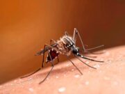 Caso accertato di febbre da Dengue: da domani la disinfestazione