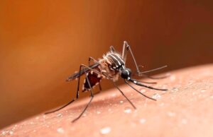 Caso accertato di febbre da Dengue: da domani la disinfestazione