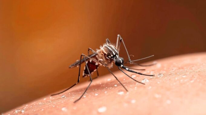 Caso accertato di febbre da Dengue da domani la disinfestazione