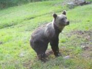 Lupi anche in pianura, orsi nelle valli. La mappa nel bresciano