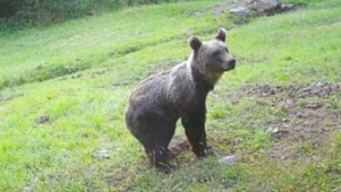 Lupi anche in pianura, orsi nelle valli. La mappa nel bresciano