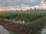 Agricoltori in ginocchio dopo la grandine: molti i raccolti azzerati