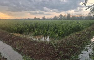 Agricoltori in ginocchio dopo la grandine: molti i raccolti azzerati