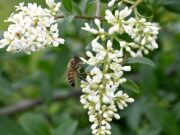 Brescia amica delle api: 79mila metri quadrati di aree verdi naturali
