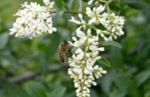 Brescia amica delle api: 79mila metri quadrati di aree verdi naturali