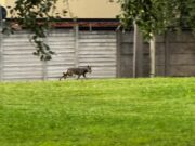 Lupo o cane? Diverse segnalazioni di avvistamento a Brescia Sud