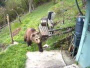 Orso in cerca di cibo tra malghe e baite, danni in Valle Camonica