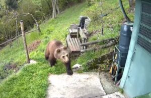 Orso in cerca di cibo tra malghe e baite, danni in Valle Camonica