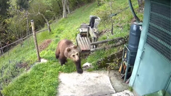 Orso in cerca di cibo tra malghe e baite, danni in Valle Camonica