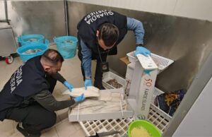 Polpi e baccalà “taroccati”, blitz della Guardia Costiera sul Sebino