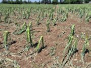 Grandine e vento devastano le campagne, Coldiretti lancia l’allarme