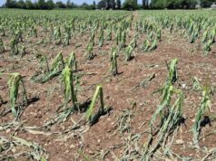 Grandine e vento devastano le campagne, Coldiretti lancia l’allarme