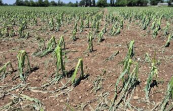 Grandine e vento devastano le campagne, Coldiretti lancia l’allarme